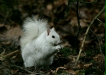 Grey Squirrel